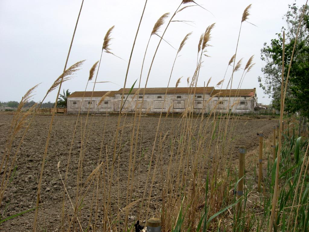 Riet Vell